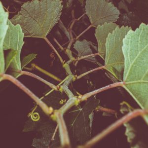Planta de Vid Tempranillo